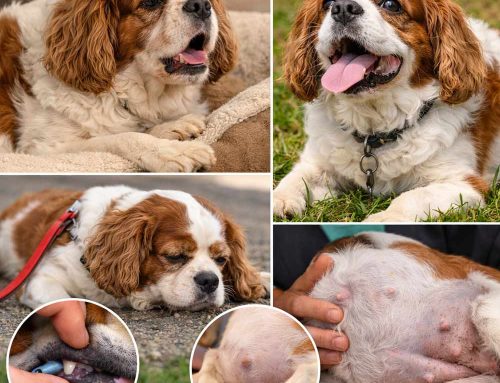 Recognizing Symptoms of Canine Heart Disease